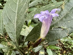 Strobilanthes longespicatus