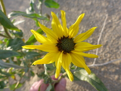 Helianthus petiolaris canescens