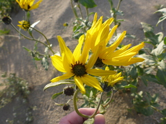 Helianthus petiolaris canescens