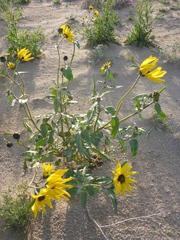 Helianthus petiolaris canescens