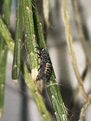 Harmonia axyridis