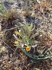 Camissoniopsis