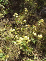 Hylotelephium maximum ruprechtii