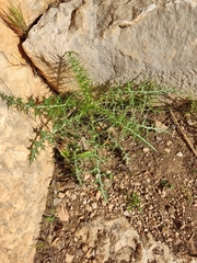 Echinops spinosissimus