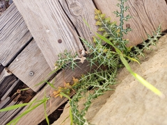 Echinops spinosissimus