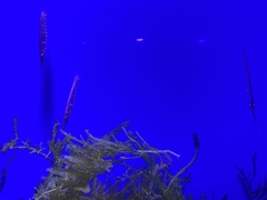 Centriscus scutatus
