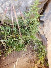 Echinops spinosissimus