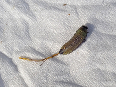 Paropsisterna m-fuscum