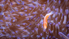 Amphiprion perideraion