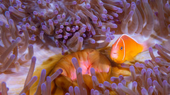 Amphiprion perideraion