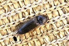 Hemicrepidius nemnonius