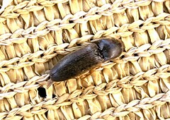 Hemicrepidius nemnonius