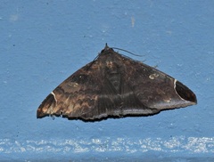 Bastilla serratilinea