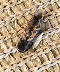 Hemicrepidius nemnonius