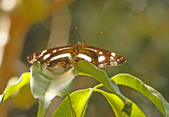 Phaedyma shepherdi
