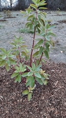 Arbutus menziesii