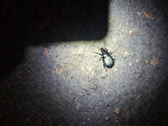 Calosoma granatense