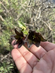 Fritillaria biflora