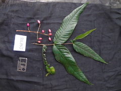 Fissistigma latifolium