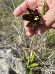 Fritillaria biflora