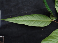 Fissistigma latifolium