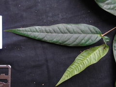 Fissistigma latifolium