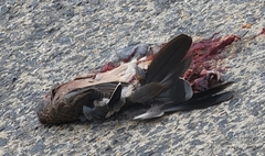 Streptopelia orientalis