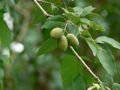 Lagerstroemia parviflora