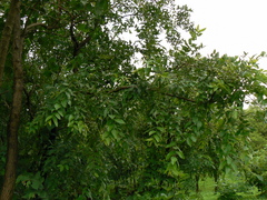 Lagerstroemia parviflora