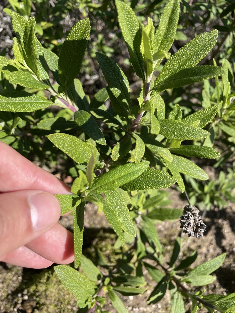 black sage from Fort Ord National Monument, Salinas, CA, US on February