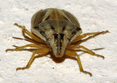 Aeliomorpha