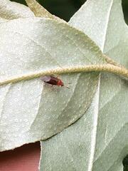 Rhinocapsus vanduzeei