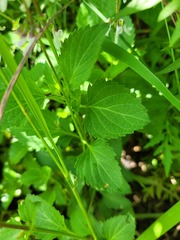 Orthosiphon suffrutescens