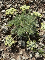 Lomatium dasycarpum