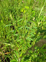 Syncolostemon