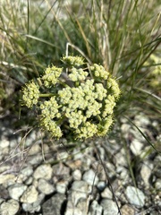 Lomatium dasycarpum