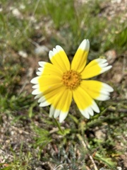 Layia platyglossa