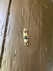 Heterallactis euchrysa