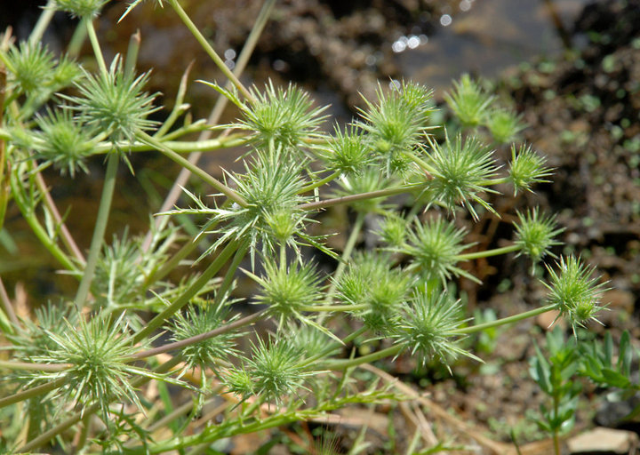 Eryngium vaseyi