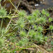 Eryngium vaseyi - Photo (c) 2011 Barry Breckling, μερικά δικαιώματα διατηρούνται (CC BY-NC-SA)