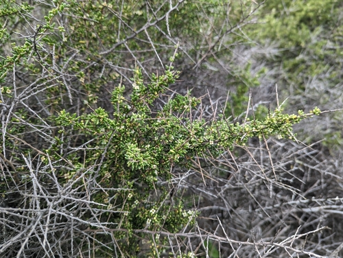 iNaturalist observation photo of California boxthorn