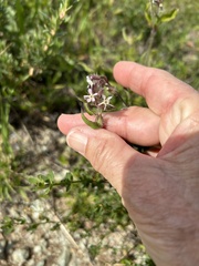 Silene gallica