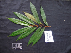 Fissistigma latifolium