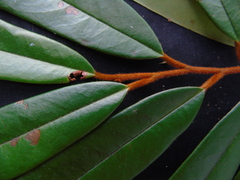 Fissistigma latifolium