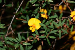 Pultenaea muelleri