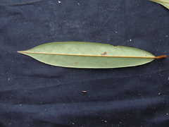 Fissistigma latifolium