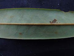 Fissistigma latifolium
