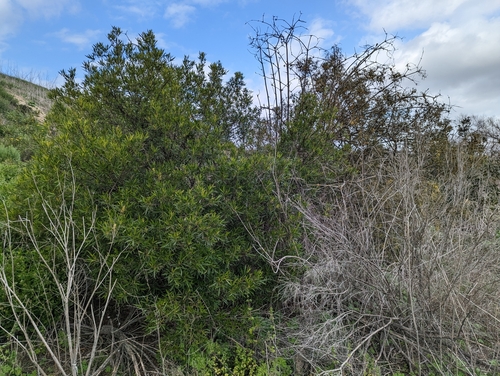 iNaturalist observation photo of african sumac