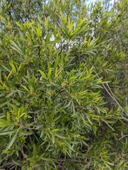 Searsia lancea