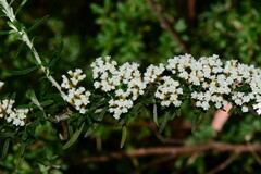 Ozothamnus cuneifolius